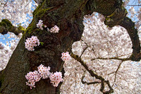 4599_UW_Cherry_Blossoms_5 for canvas.jpg