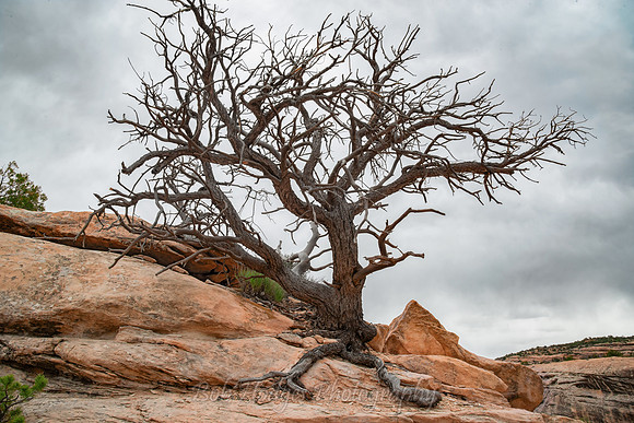Natural_Bridges_UT_3