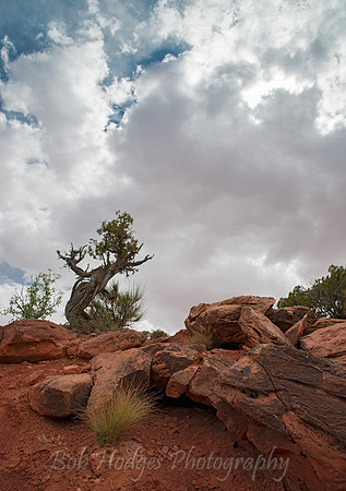 Natural_Bridges_UT_8
