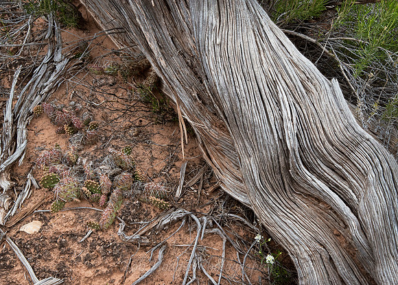 Natural_Bridges_UT_2