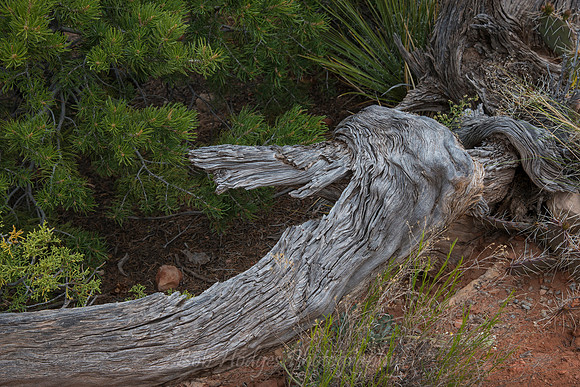 Natural_Bridges_UT_6