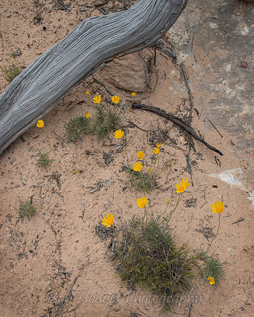 Natural_Bridges_UT_5