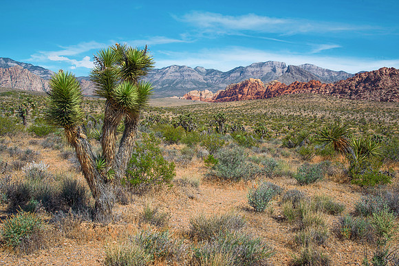 Red_Rock_Canyon_NV_2