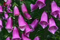 Rain_on_Flowers rys