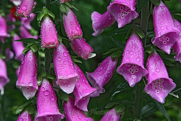 Rain_on_Flowers rys