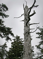 067_Ecola_State_Park_