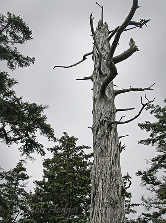 067_Ecola_State_Park_