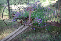 IMG_4726_Old_Farm_Equipment_out_to_Pasture_4