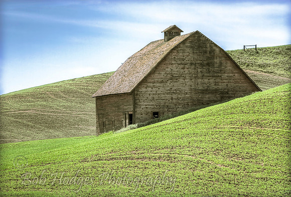 Spring_Wheat_around_Barn