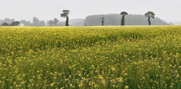 Field_of_Flowers_near_Landebia