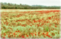 008_MG_5608_Field_nr_Oraison 2- filtered + autofx dreamy