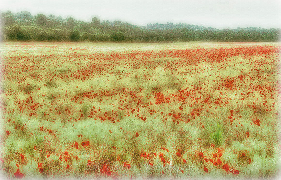 008_MG_5608_Field_nr_Oraison 2- filtered + autofx dreamy