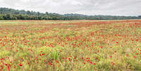 007_MG_5608_Field_nr_Oraison 3