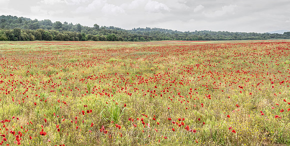 007_MG_5608_Field_nr_Oraison 3