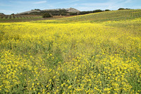 IMG_9467_St._Helena_Winter_Wine_Fields_3