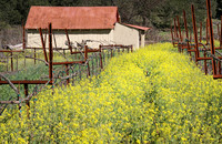 IMG_9465_St._Helena_Winter_Wine_Fields_2