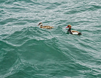 _MG_5055_Meersburg