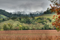 IMG_9679_St._Helena_Winter_Wine_Fields_5