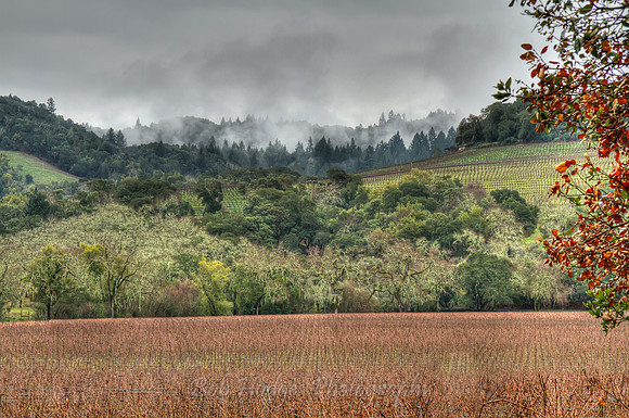 IMG_9679_St._Helena_Winter_Wine_Fields_5