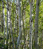 Aspens_June_lake_CA