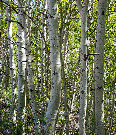 Aspens_June_lake_CA