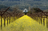 IMG_9441_St._Helena_Winter_Wine_Fields proc3