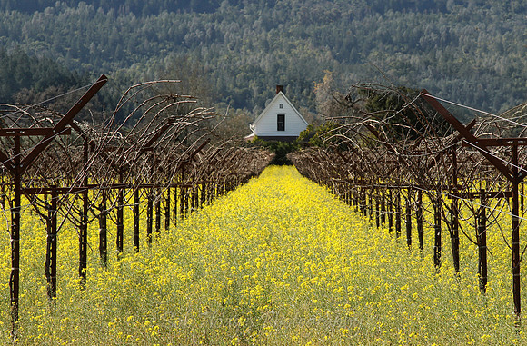 IMG_9441_St._Helena_Winter_Wine_Fields proc3