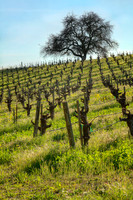 IMG_9574_Hillside_Wine_Field