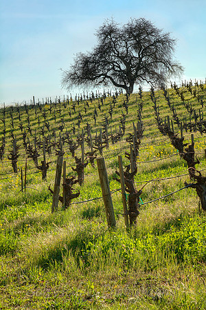 IMG_9574_Hillside_Wine_Field