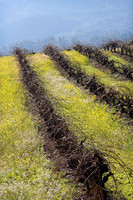 IMG_9586_Hillside_Winefield_2
