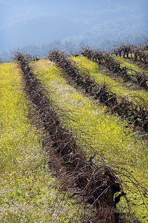 IMG_9586_Hillside_Winefield_2