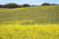 IMG_9479_St._Helena_Winter_Wine_Fields_4