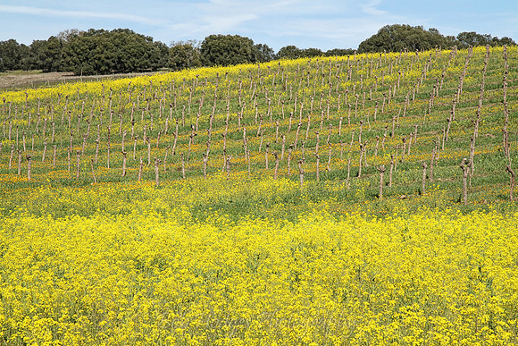 IMG_9479_St._Helena_Winter_Wine_Fields_4
