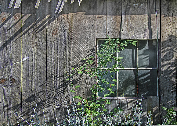 IMG_4672_Late_Sun_on_Shed
