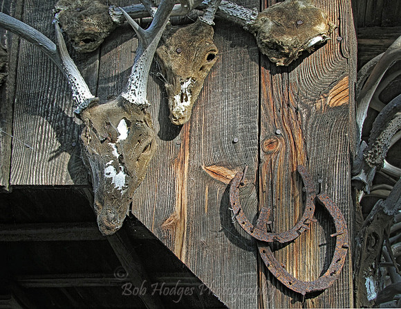 IMG_4766_Displayed_Deer_Heads