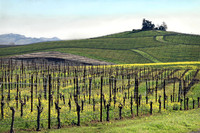 Napa Valley in February