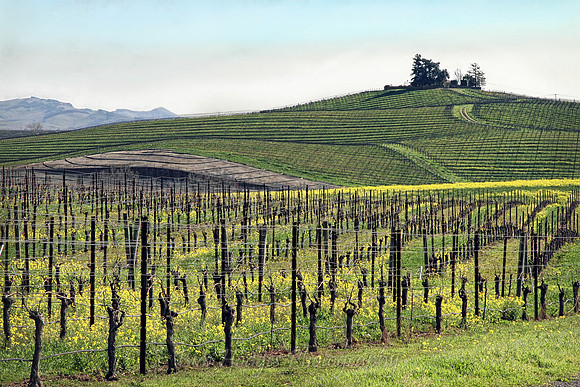 IMG_9485_Napa_Valley_Winter_Wine_Fields