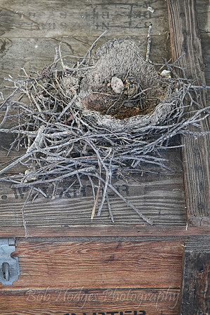 IMG_4831_Nest_Remains