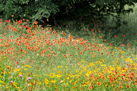 IMG_4245_TX_Wild_Flowers