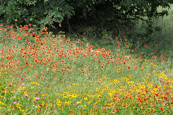 IMG_4245_TX_Wild_Flowers