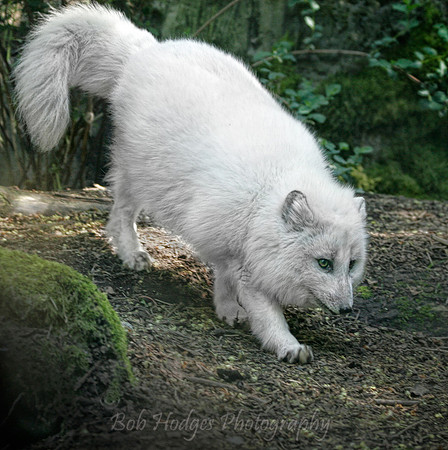 _MG_0246_Actic_Fox
