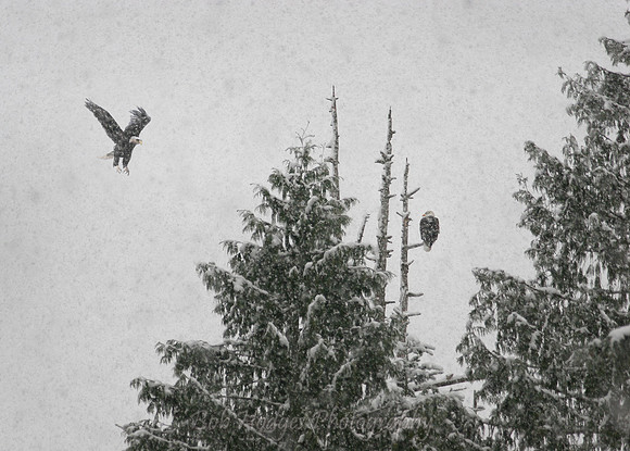 IMG_8022_Eagles_in_ Snow