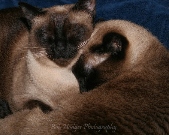 IMG_4410_Siamese_Cats