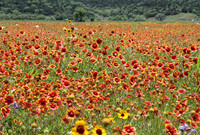 IMG_4306_Field_of_Flowers,_TX
