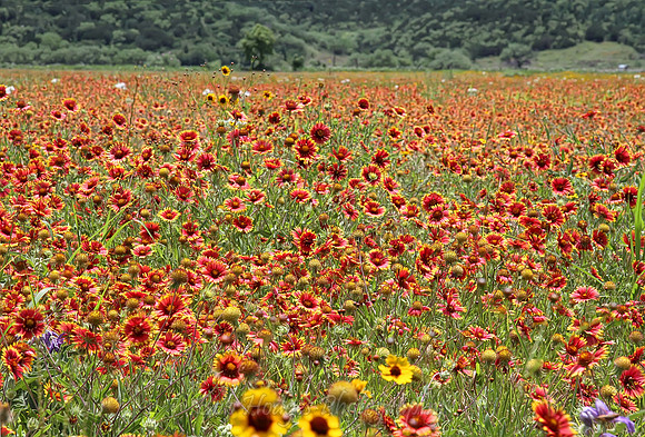 IMG_4306_Field_of_Flowers,_TX