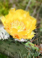 IMG_4309_Yellow_Rose_of_Texas(Cactus)