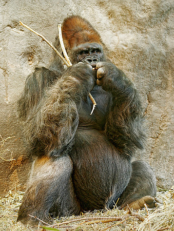 _MG_0064_Male_Gorilla