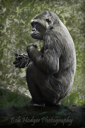 _MG_0071_Young_Female_Gorilla