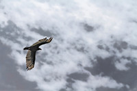 IMG_4250_Hawk_Cruising_TX_Sky