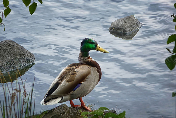 P1020447_Mallard,_Green_Lake
